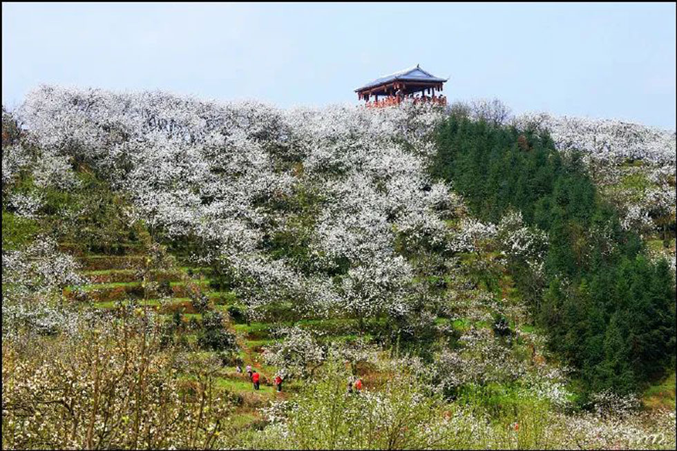 【春天，广西桂林灌阳县向您发出邀请！】我们在灌阳看梨花 - 游山玩水 - 抚州生活社区 - 抚州28生活网 fuzhou.28life.net