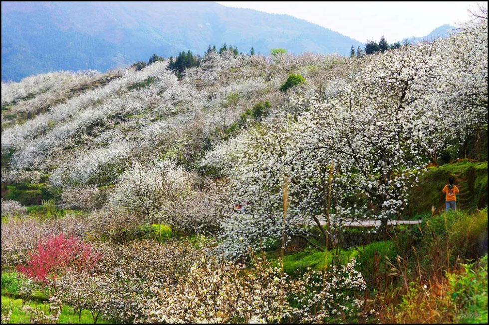 【春天，广西桂林灌阳县向您发出邀请！】我们在灌阳看梨花 - 游山玩水 - 抚州生活社区 - 抚州28生活网 fuzhou.28life.net