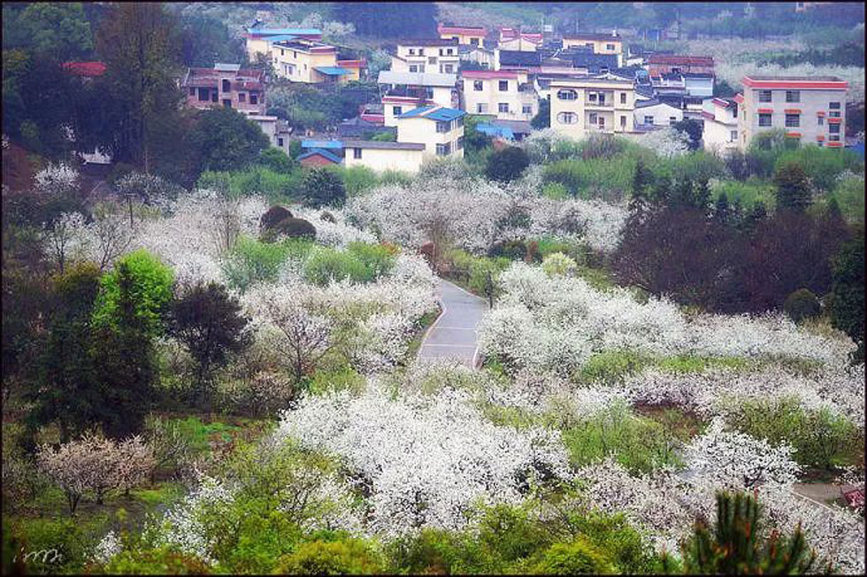 【春天，广西桂林灌阳县向您发出邀请！】我们在灌阳看梨花 - 游山玩水 - 抚州生活社区 - 抚州28生活网 fuzhou.28life.net