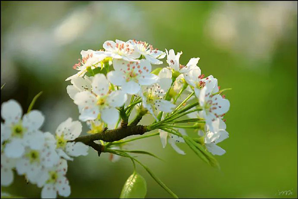 【春天，广西桂林灌阳县向您发出邀请！】我们在灌阳看梨花 - 游山玩水 - 抚州生活社区 - 抚州28生活网 fuzhou.28life.net