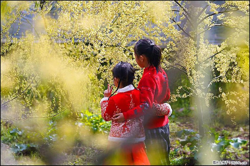 【春天，广西桂林灌阳县向您发出邀请！】米珠山前有片山苍子花在飘香 - 游山玩水 - 抚州生活社区 - 抚州28生活网 fuzhou.28life.net