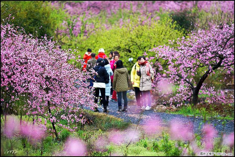 【春天，广西桂林灌阳县向您发出邀请！】官庄村有个醉美的桃花园 - 游山玩水 - 抚州生活社区 - 抚州28生活网 fuzhou.28life.net