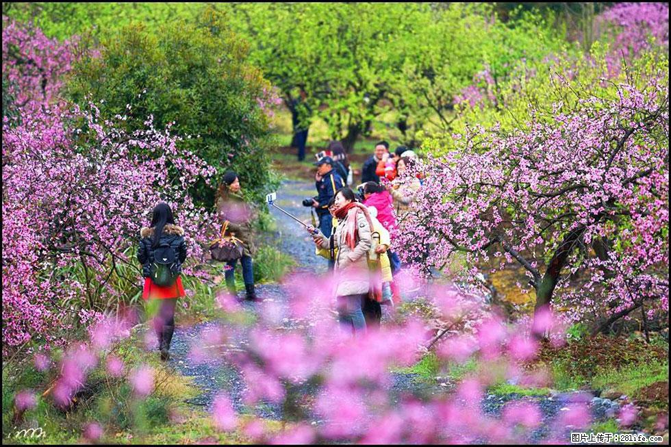 【春天，广西桂林灌阳县向您发出邀请！】官庄村有个醉美的桃花园 - 游山玩水 - 抚州生活社区 - 抚州28生活网 fuzhou.28life.net