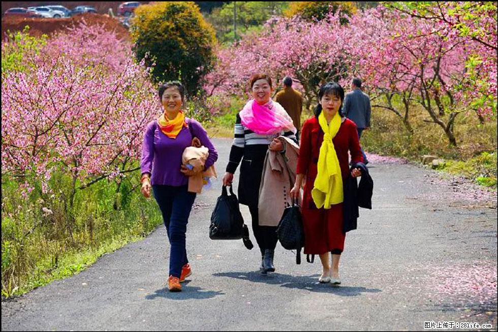 【春天，广西桂林灌阳县向您发出邀请！】官庄村有个醉美的桃花园 - 游山玩水 - 抚州生活社区 - 抚州28生活网 fuzhou.28life.net