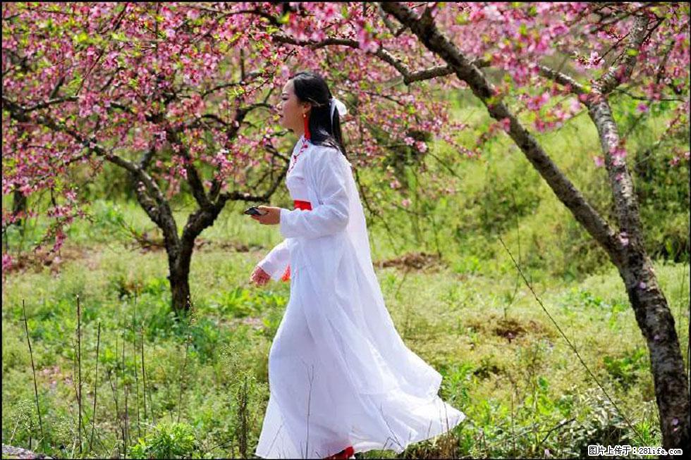 【春天，广西桂林灌阳县向您发出邀请！】官庄村有个醉美的桃花园 - 游山玩水 - 抚州生活社区 - 抚州28生活网 fuzhou.28life.net