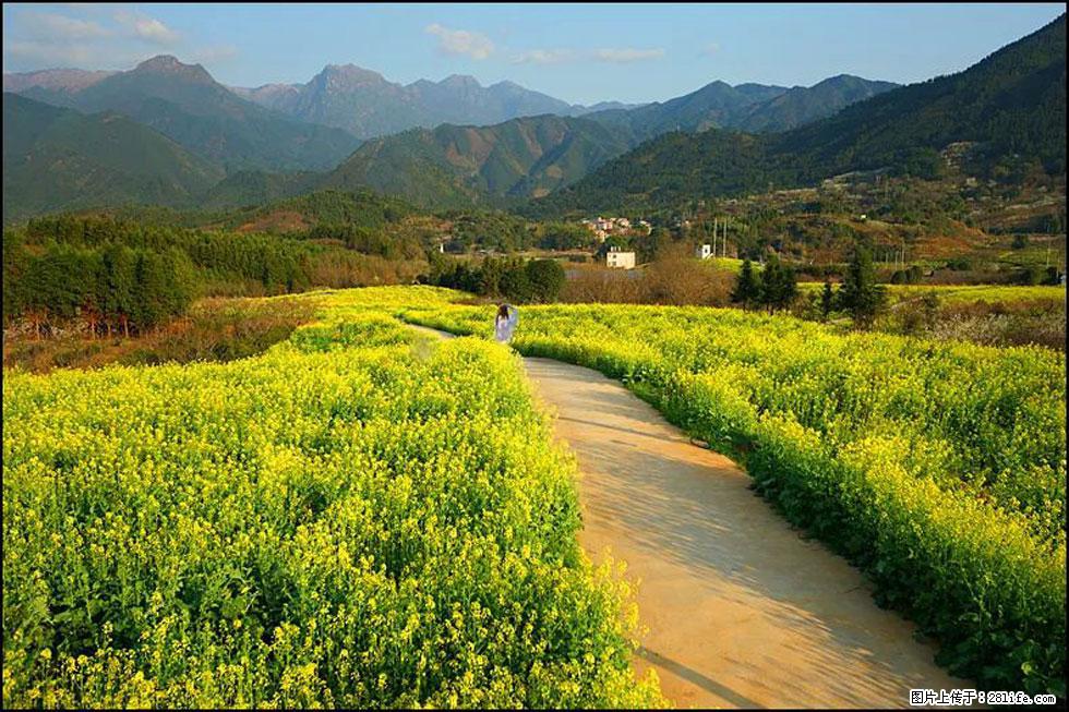 【春天，广西桂林灌阳县向您发出邀请！】长坪村油菜盛情花开 - 游山玩水 - 抚州生活社区 - 抚州28生活网 fuzhou.28life.net