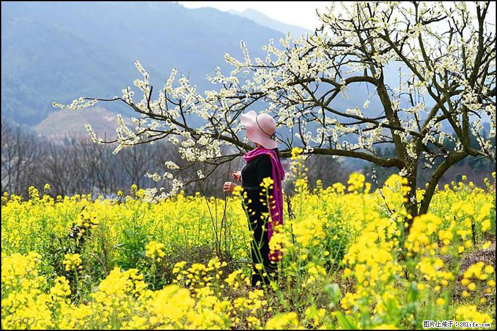 【春天，广西桂林灌阳县向您发出邀请！】长坪村油菜盛情花开 - 游山玩水 - 抚州生活社区 - 抚州28生活网 fuzhou.28life.net