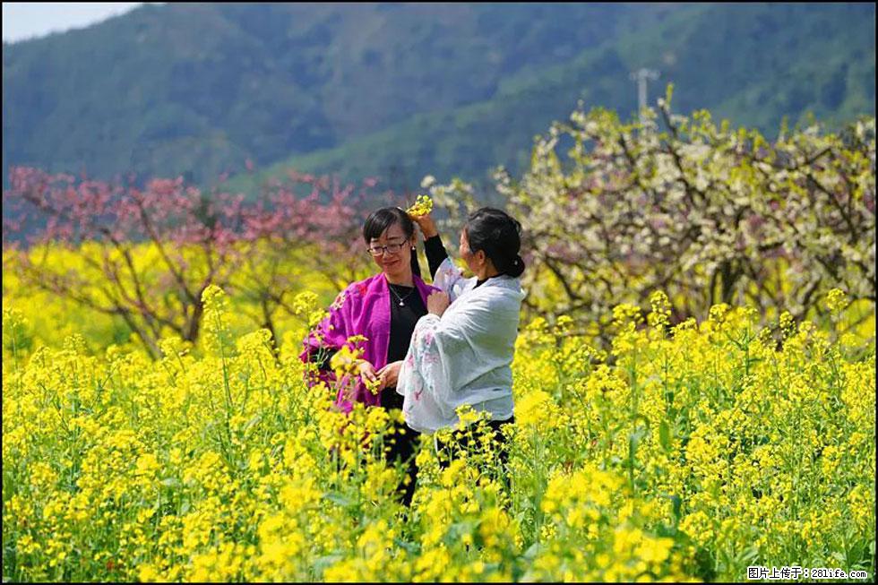 【春天，广西桂林灌阳县向您发出邀请！】长坪村油菜盛情花开 - 游山玩水 - 抚州生活社区 - 抚州28生活网 fuzhou.28life.net