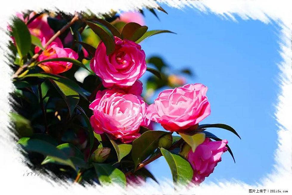 【春天，广西桂林灌阳县向您发出邀请！】杨柳井茶花惹人爱 - 游山玩水 - 抚州生活社区 - 抚州28生活网 fuzhou.28life.net