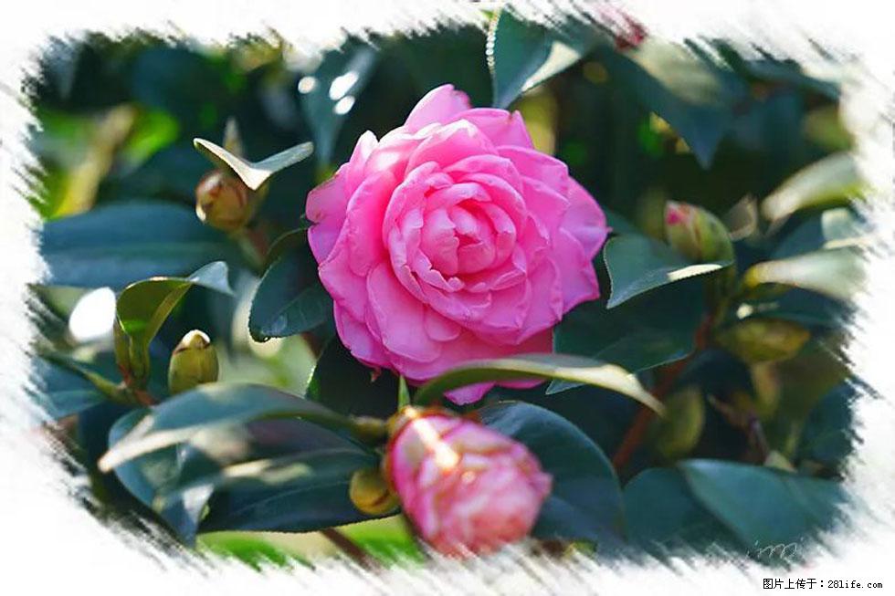 【春天，广西桂林灌阳县向您发出邀请！】杨柳井茶花惹人爱 - 游山玩水 - 抚州生活社区 - 抚州28生活网 fuzhou.28life.net