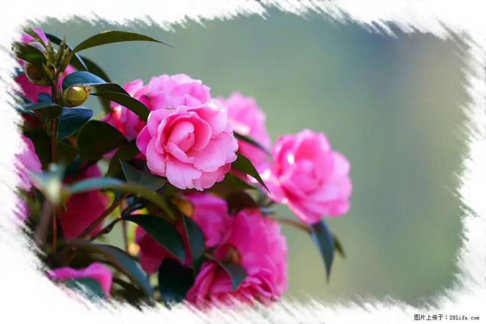 【春天，广西桂林灌阳县向您发出邀请！】杨柳井茶花惹人爱 - 游山玩水 - 抚州生活社区 - 抚州28生活网 fuzhou.28life.net