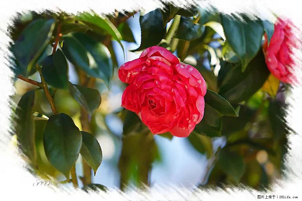 【春天，广西桂林灌阳县向您发出邀请！】杨柳井茶花惹人爱 - 游山玩水 - 抚州生活社区 - 抚州28生活网 fuzhou.28life.net