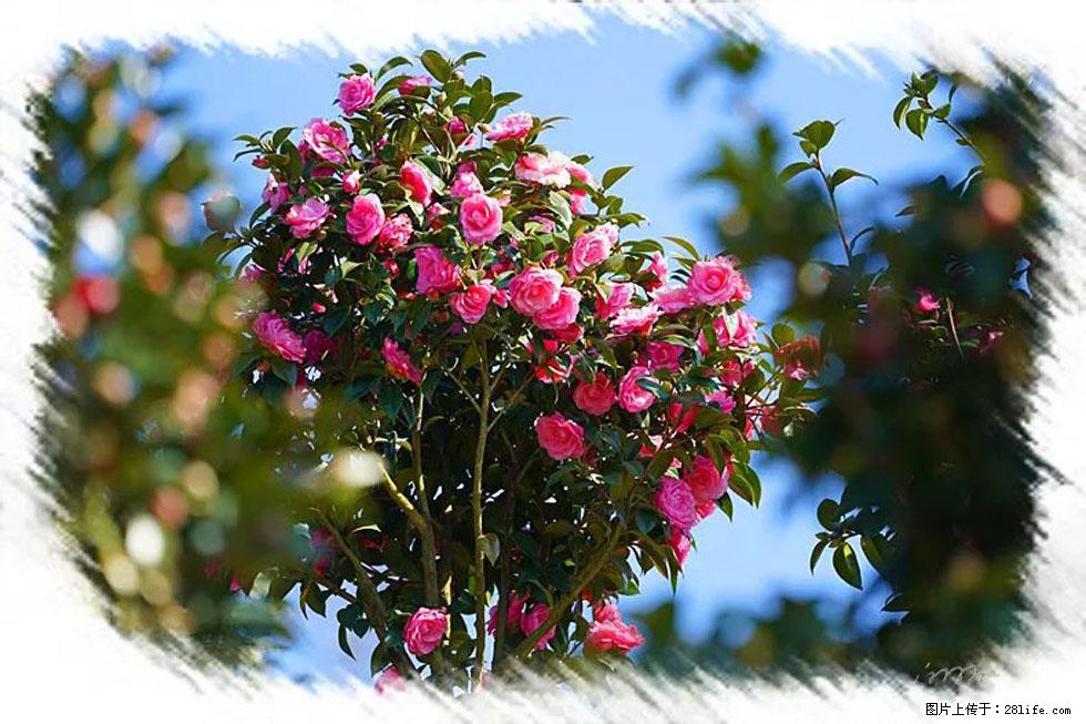 【春天，广西桂林灌阳县向您发出邀请！】杨柳井茶花惹人爱 - 游山玩水 - 抚州生活社区 - 抚州28生活网 fuzhou.28life.net