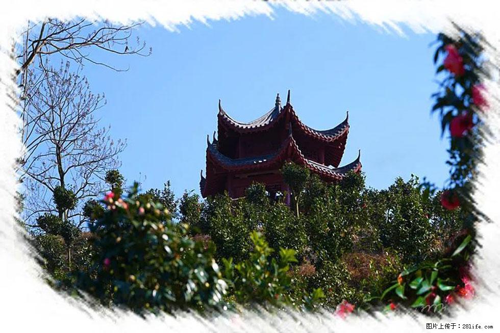 【春天，广西桂林灌阳县向您发出邀请！】杨柳井茶花惹人爱 - 游山玩水 - 抚州生活社区 - 抚州28生活网 fuzhou.28life.net