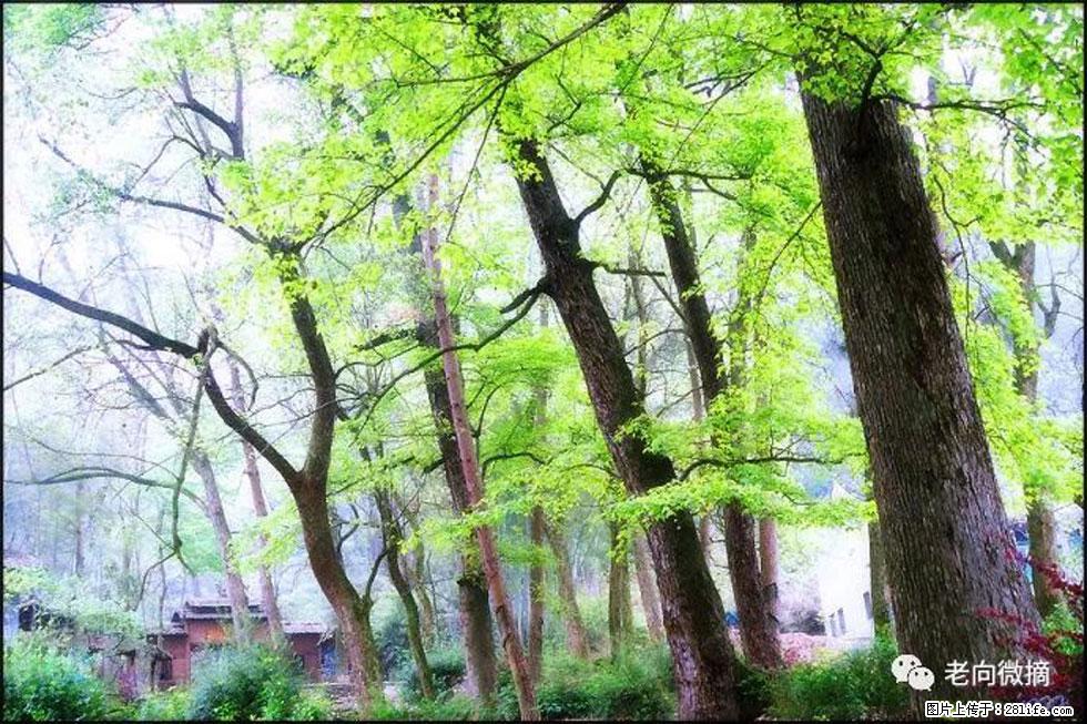 【春天，广西桂林灌阳县向您发出邀请！】在小龙村与春天约会 - 游山玩水 - 抚州生活社区 - 抚州28生活网 fuzhou.28life.net