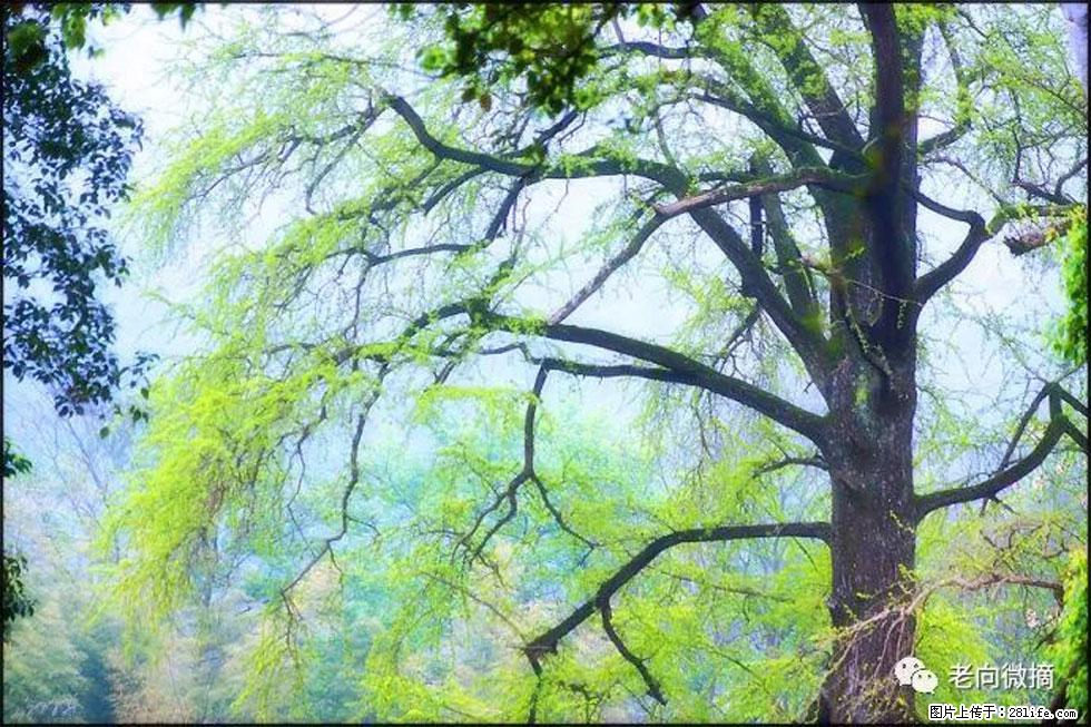 【春天，广西桂林灌阳县向您发出邀请！】在小龙村与春天约会 - 游山玩水 - 抚州生活社区 - 抚州28生活网 fuzhou.28life.net