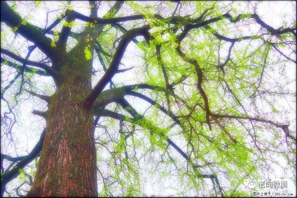 【春天，广西桂林灌阳县向您发出邀请！】在小龙村与春天约会 - 游山玩水 - 抚州生活社区 - 抚州28生活网 fuzhou.28life.net