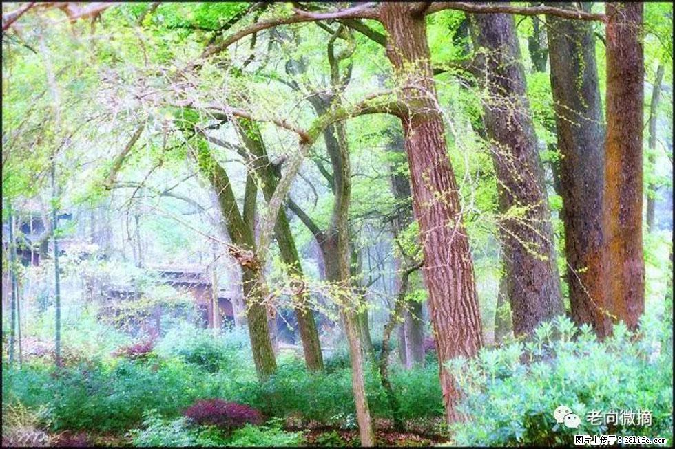 【春天，广西桂林灌阳县向您发出邀请！】在小龙村与春天约会 - 游山玩水 - 抚州生活社区 - 抚州28生活网 fuzhou.28life.net