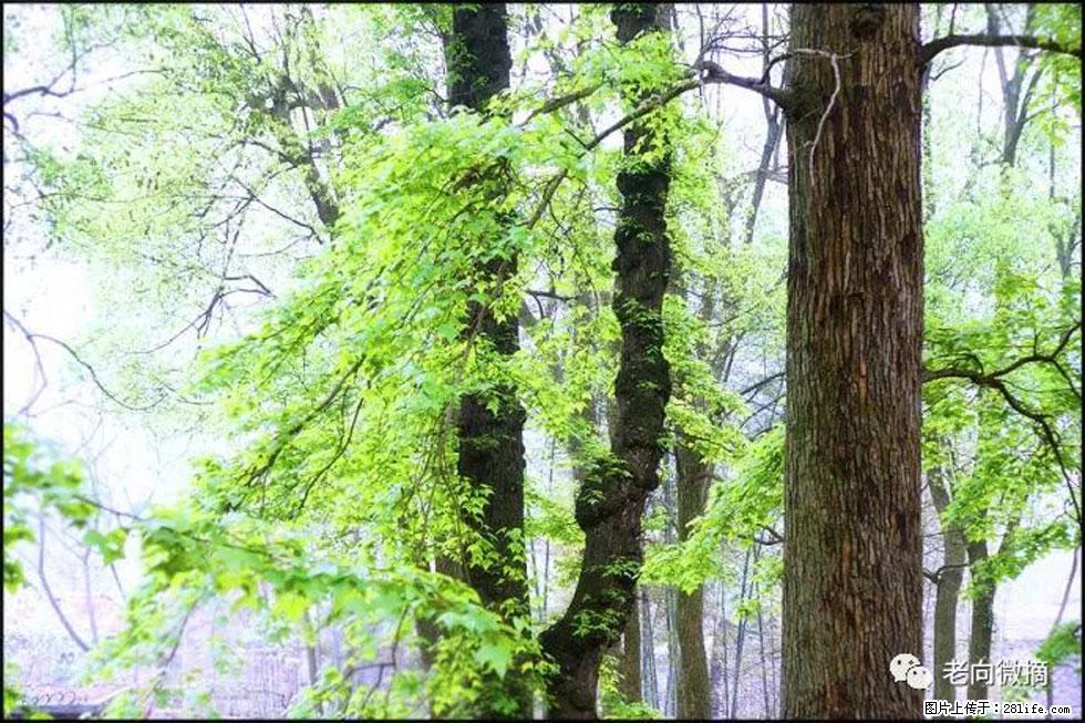 【春天，广西桂林灌阳县向您发出邀请！】在小龙村与春天约会 - 游山玩水 - 抚州生活社区 - 抚州28生活网 fuzhou.28life.net
