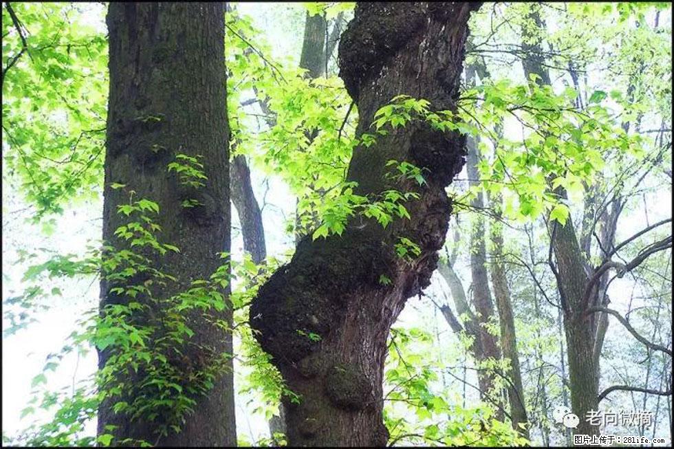 【春天，广西桂林灌阳县向您发出邀请！】在小龙村与春天约会 - 游山玩水 - 抚州生活社区 - 抚州28生活网 fuzhou.28life.net
