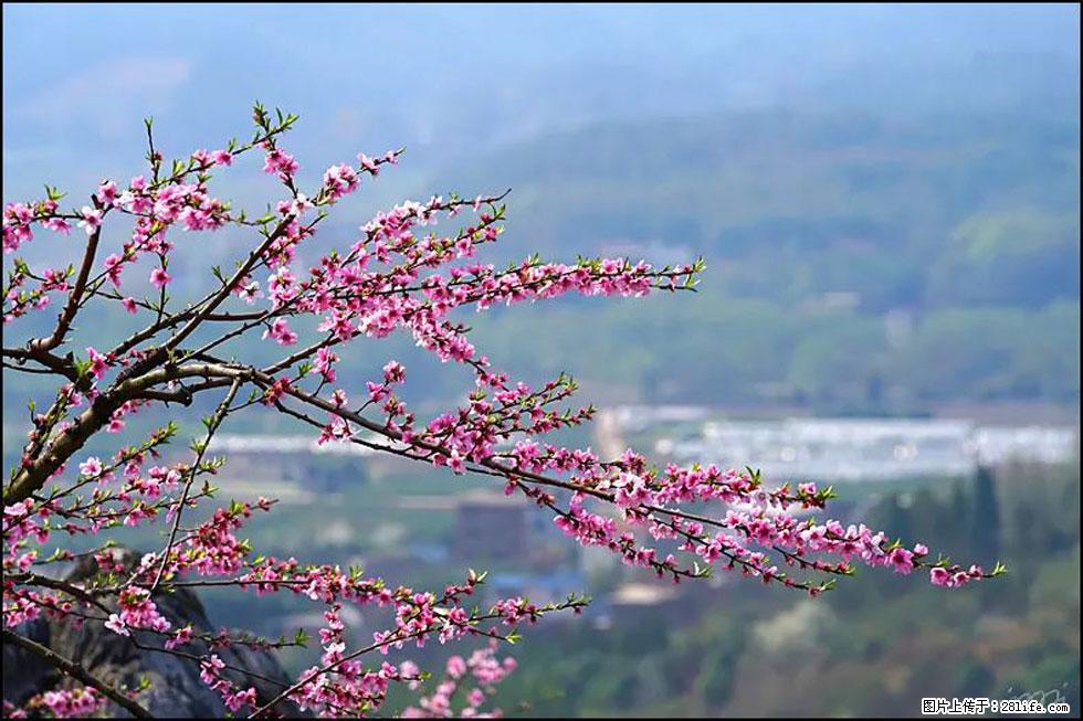 【春天，广西桂林灌阳县向您发出邀请！】望月岭上桃花开 - 游山玩水 - 抚州生活社区 - 抚州28生活网 fuzhou.28life.net