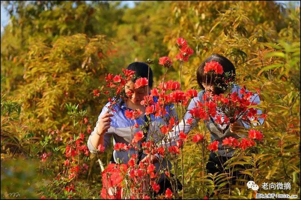 【春天，广西桂林灌阳县向您发出邀请！】登麒麟山，相约映山红 - 游山玩水 - 抚州生活社区 - 抚州28生活网 fuzhou.28life.net