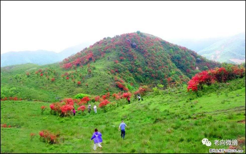 【春天，广西桂林灌阳县向您发出邀请！】宝盖山上映山红 - 游山玩水 - 抚州生活社区 - 抚州28生活网 fuzhou.28life.net
