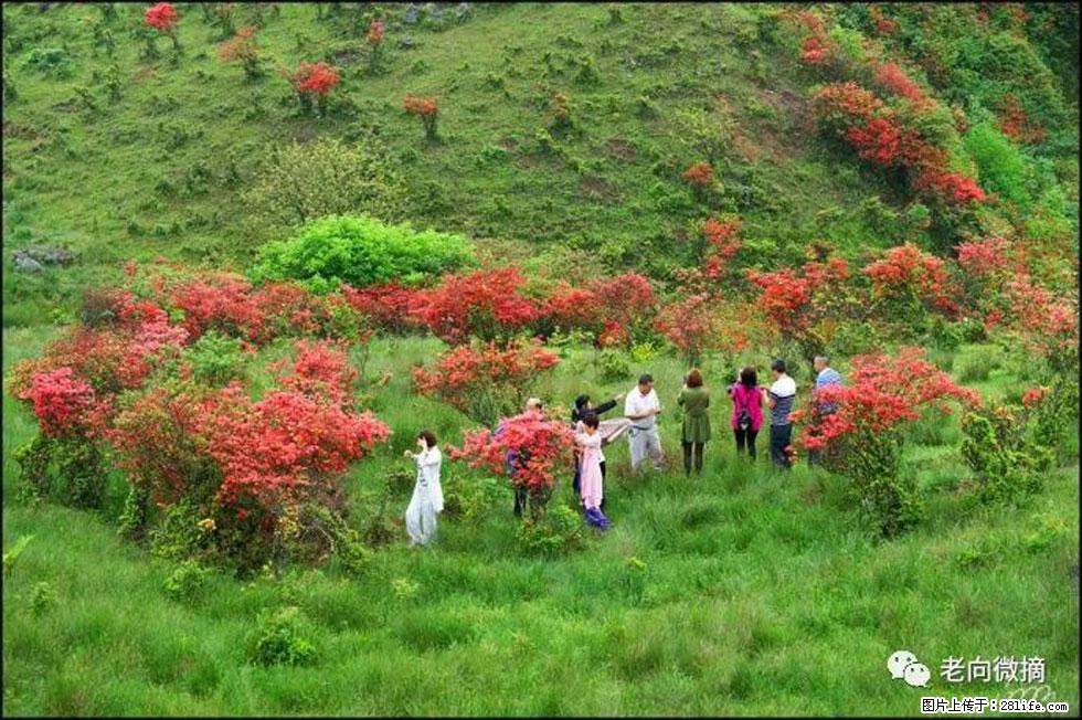 【春天，广西桂林灌阳县向您发出邀请！】宝盖山上映山红 - 游山玩水 - 抚州生活社区 - 抚州28生活网 fuzhou.28life.net
