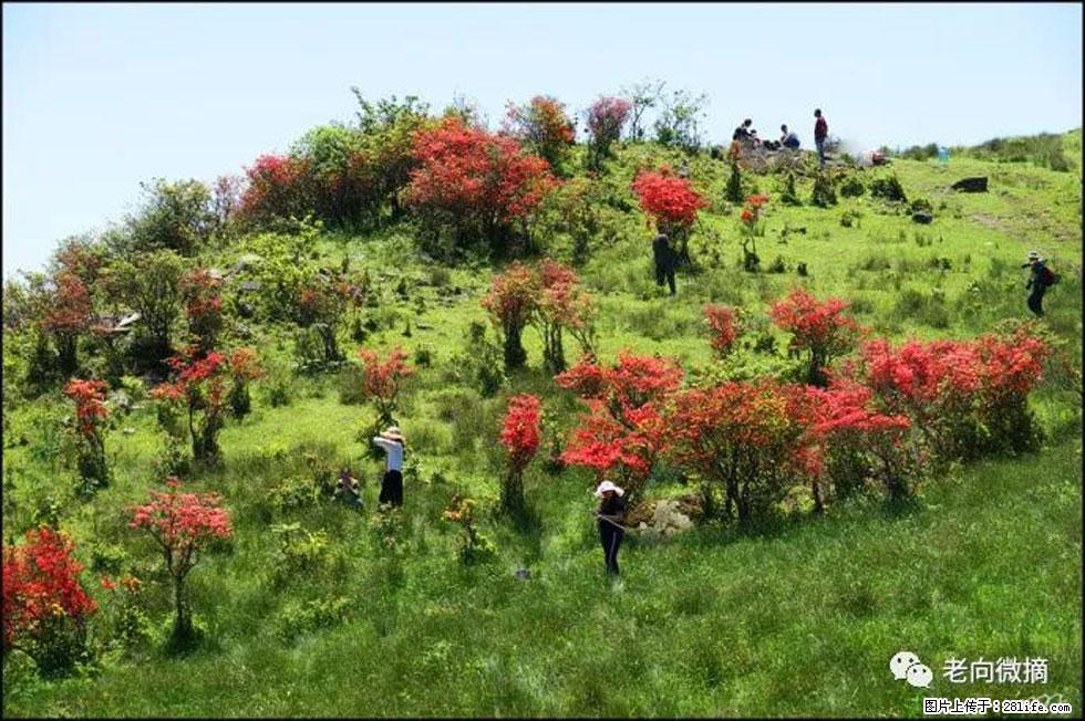 【春天，广西桂林灌阳县向您发出邀请！】宝盖山上映山红 - 游山玩水 - 抚州生活社区 - 抚州28生活网 fuzhou.28life.net