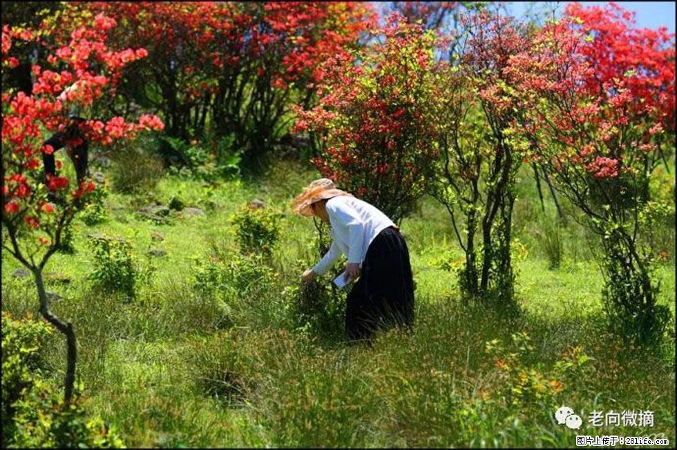 【春天，广西桂林灌阳县向您发出邀请！】宝盖山上映山红 - 游山玩水 - 抚州生活社区 - 抚州28生活网 fuzhou.28life.net