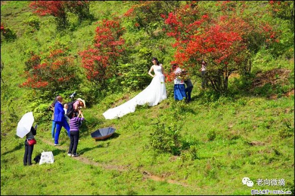 【春天，广西桂林灌阳县向您发出邀请！】宝盖山上映山红 - 游山玩水 - 抚州生活社区 - 抚州28生活网 fuzhou.28life.net