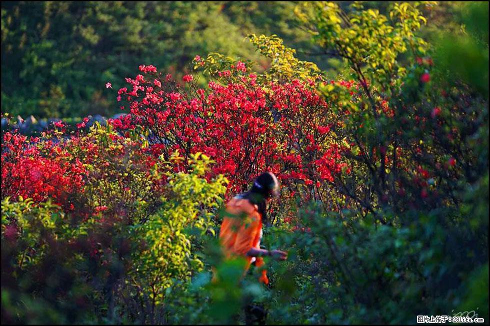 【春天，广西桂林灌阳县向您发出邀请！】春木界上映山红 - 游山玩水 - 抚州生活社区 - 抚州28生活网 fuzhou.28life.net