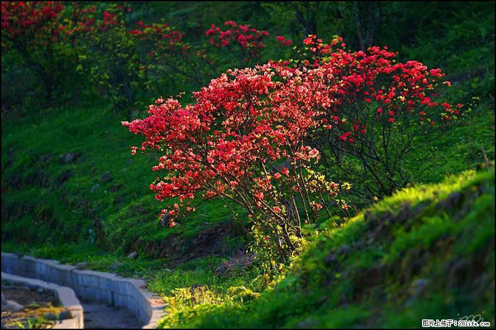 【春天，广西桂林灌阳县向您发出邀请！】春木界上映山红 - 游山玩水 - 抚州生活社区 - 抚州28生活网 fuzhou.28life.net