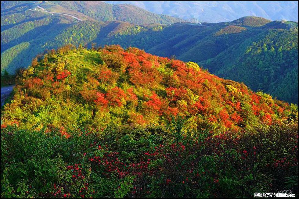 【春天，广西桂林灌阳县向您发出邀请！】春木界上映山红 - 游山玩水 - 抚州生活社区 - 抚州28生活网 fuzhou.28life.net
