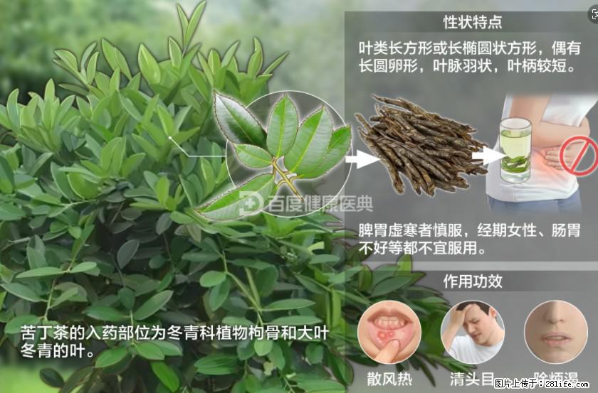 苦丁茶有哪些功效和作用 - 生活百科 - 抚州生活社区 - 抚州28生活网 fuzhou.28life.net