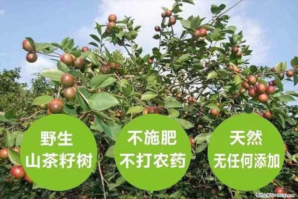 【灌阳县油茶产业示范区】一个有着充实的精神生活的人，对待身外之物自会有一种淡泊的态度 - 美食天地 - 抚州生活社区 - 抚州28生活网 fuzhou.28life.net