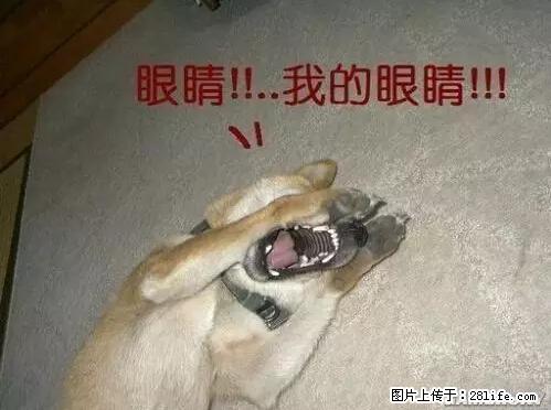 笑癫了！一女的怀孕三年未生，他终于忍不住了... - 娱乐八卦 - 抚州生活社区 - 抚州28生活网 fuzhou.28life.net