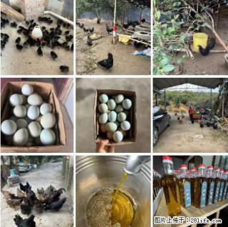 油茶园从小鸡仔开始养起的纯土鸡、土鸡蛋可以预定啦！还有前几天刚榨的纯山茶油哦 - 抚州28生活网 fuzhou.28life.net
