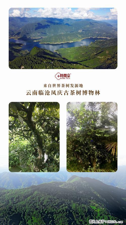 时间果百年古树2025年春红茶 - 购物交流 - 抚州生活社区 - 抚州28生活网 fuzhou.28life.net