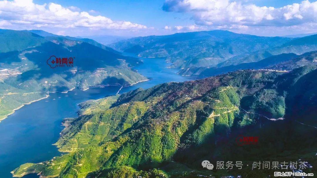 时间果百年古树龙珠普洱生茶 - 购物交流 - 抚州生活社区 - 抚州28生活网 fuzhou.28life.net