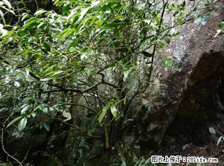 平乐石崖茶，珍贵仅次于金花茶 - 抚州生活资讯 - 抚州28生活网 fuzhou.28life.net