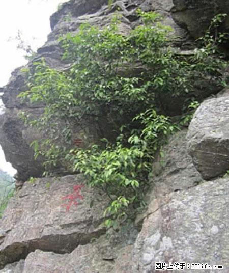 平乐石崖茶，珍贵仅次于金花茶 - 抚州生活资讯 - 抚州28生活网 fuzhou.28life.net