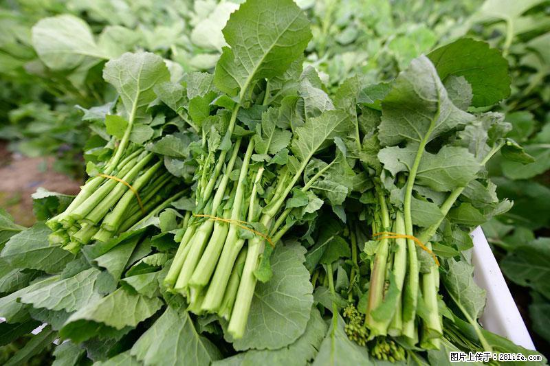 这些蔬菜是“天然钙片”，这6种被医生重点推荐 - 抚州生活资讯 - 抚州28生活网 fuzhou.28life.net